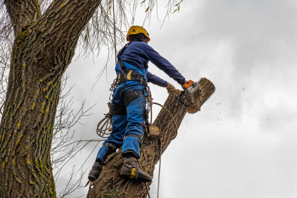 Best Tree Mulching  in Gladstone, MO