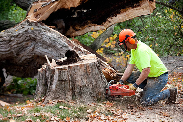 How Our Tree Care Process Works  in  Gladstone, MO